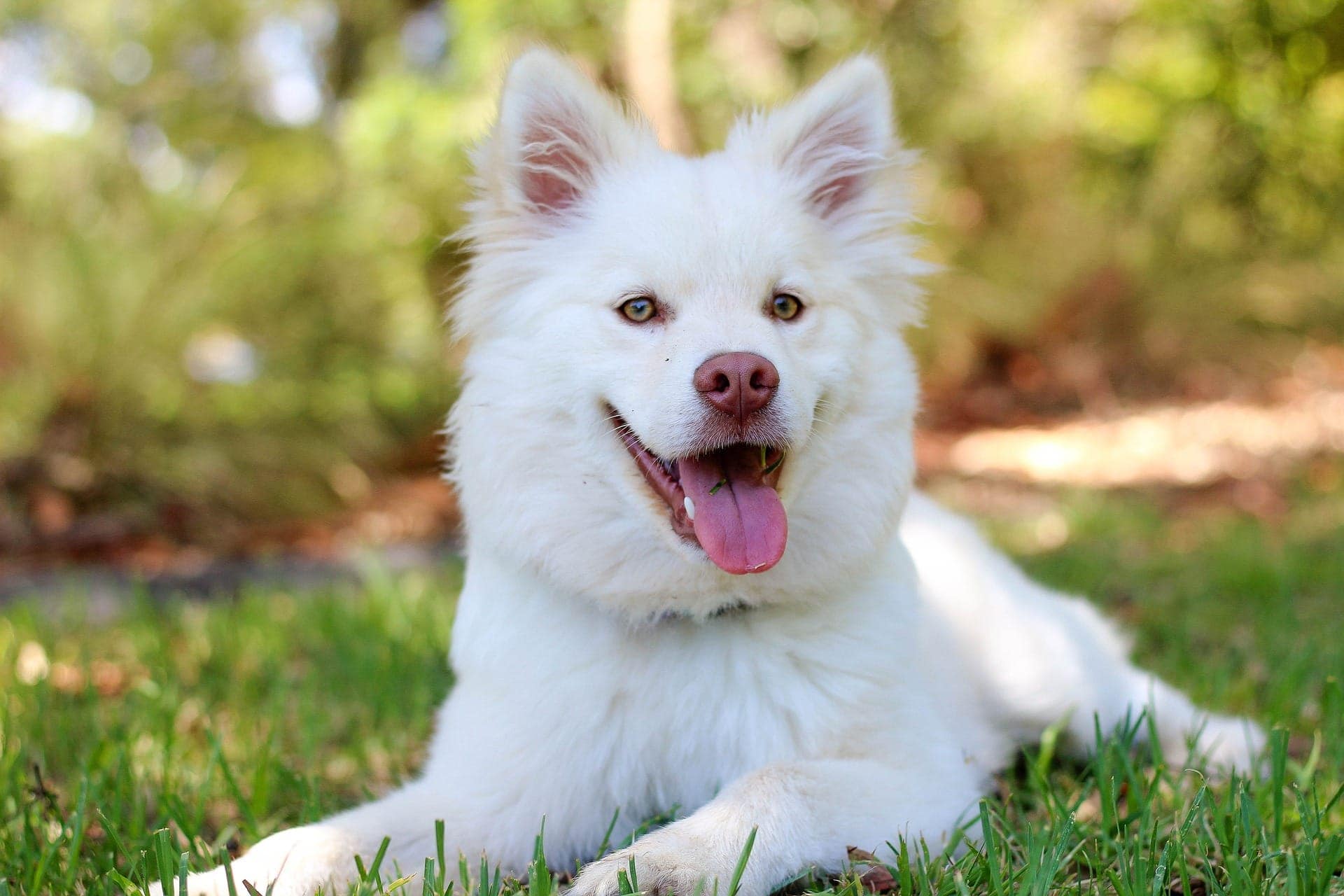 6 Mythen über Hundeversicherungen