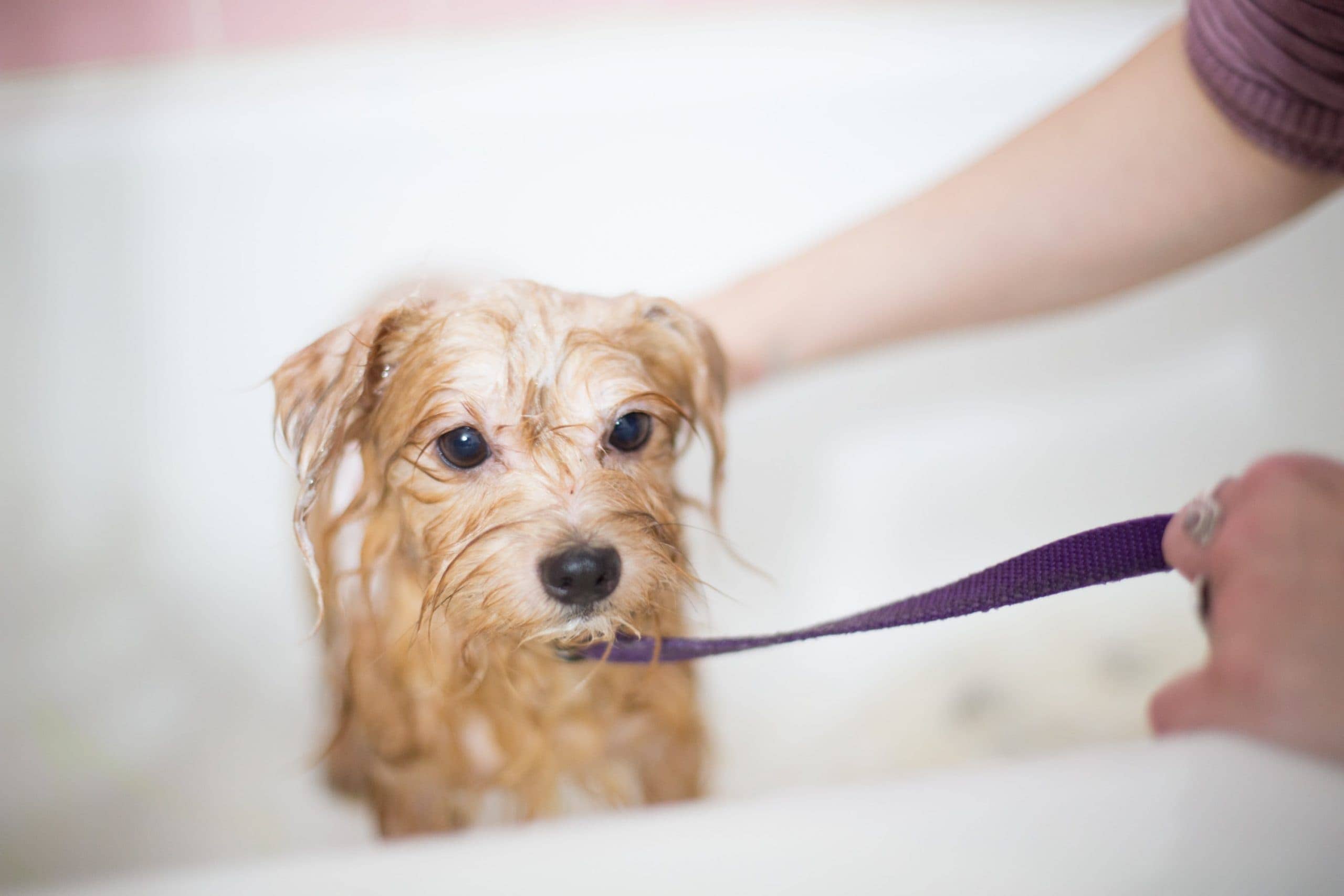 Welpen waschen: Zehn Tipps für einen sauberen Hund