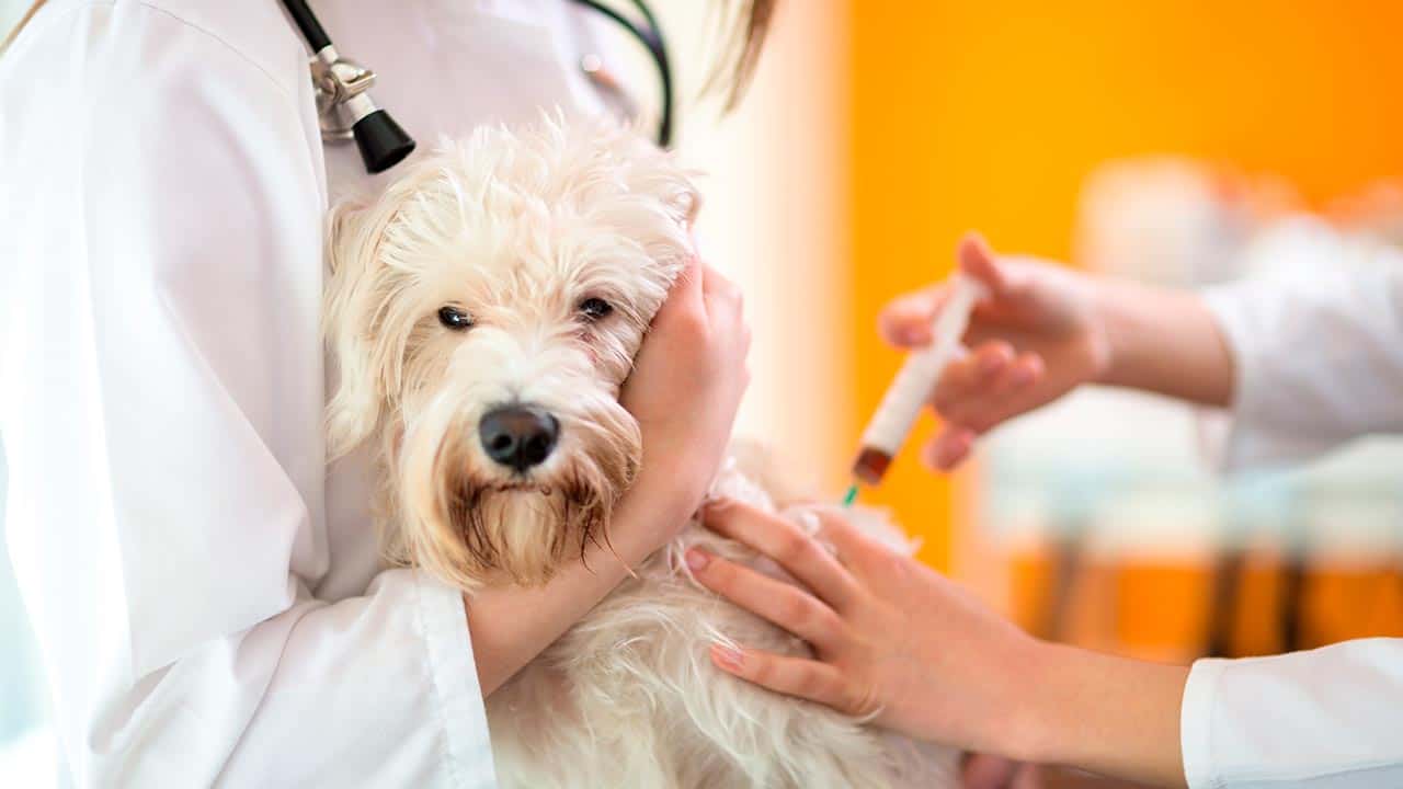 5-fach Impfung für Hunde: wirksamer Schutz vor Krankheiten