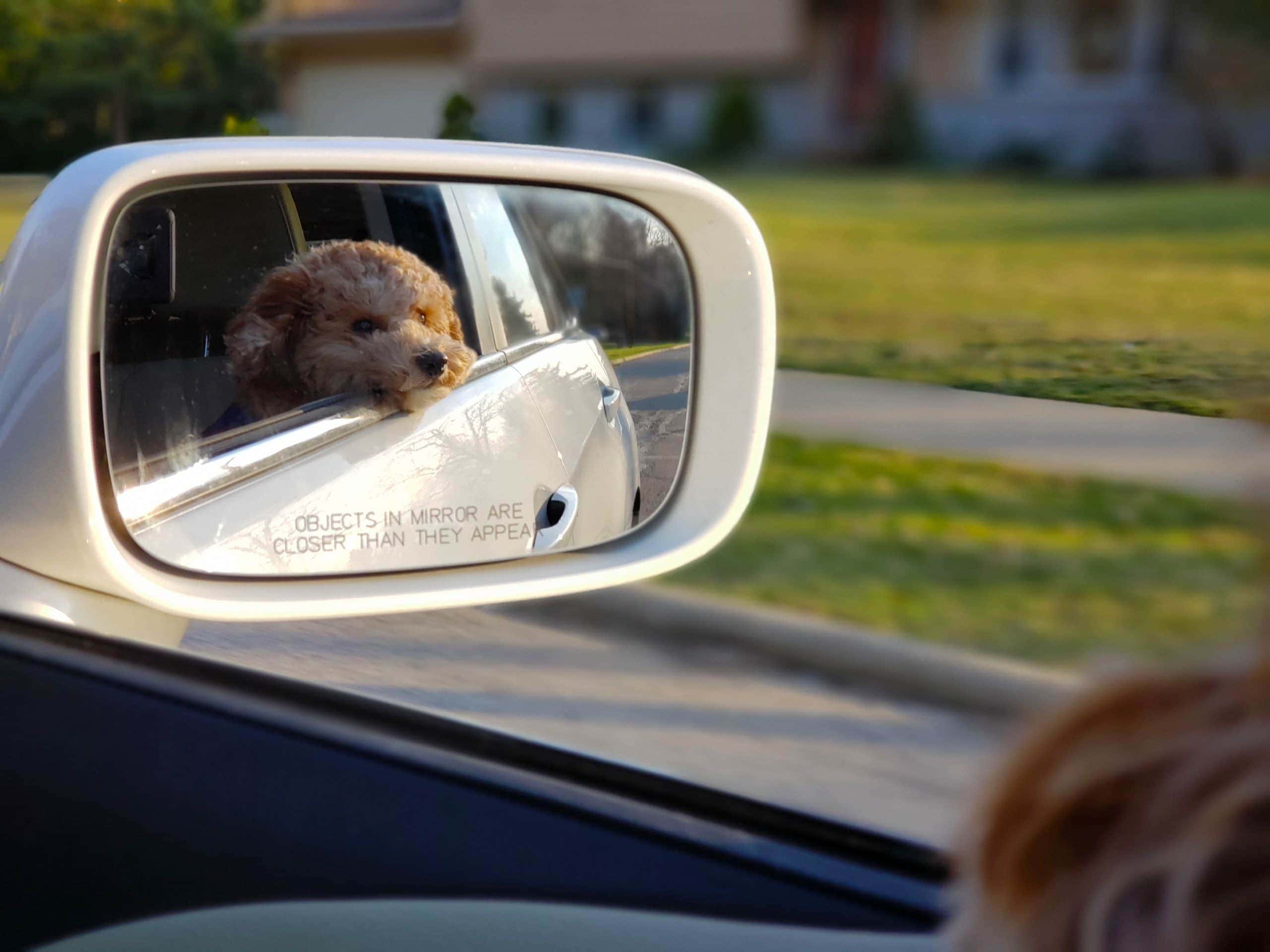 Den Hund im Auto transportieren