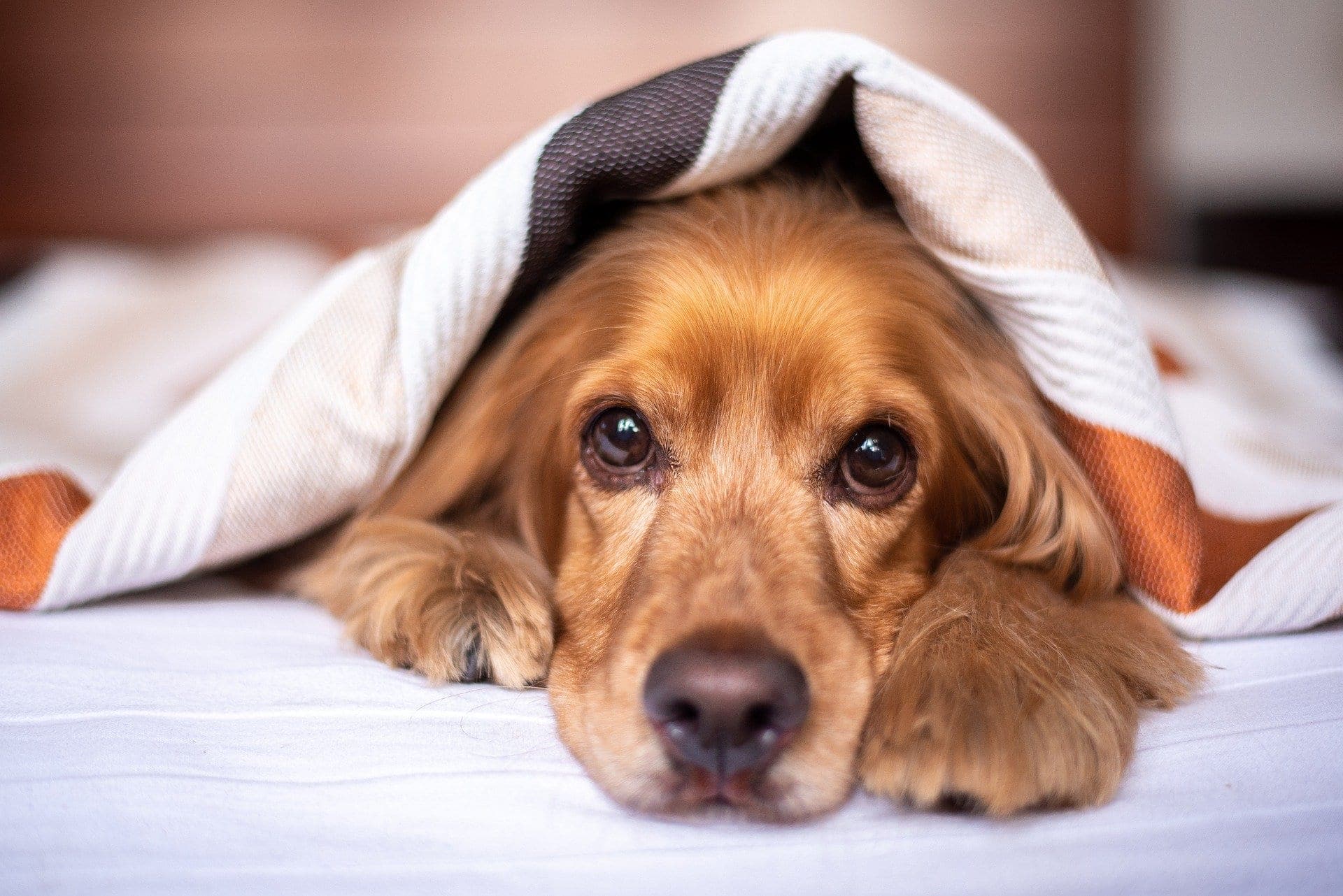 Hund liegt unter einer Decke