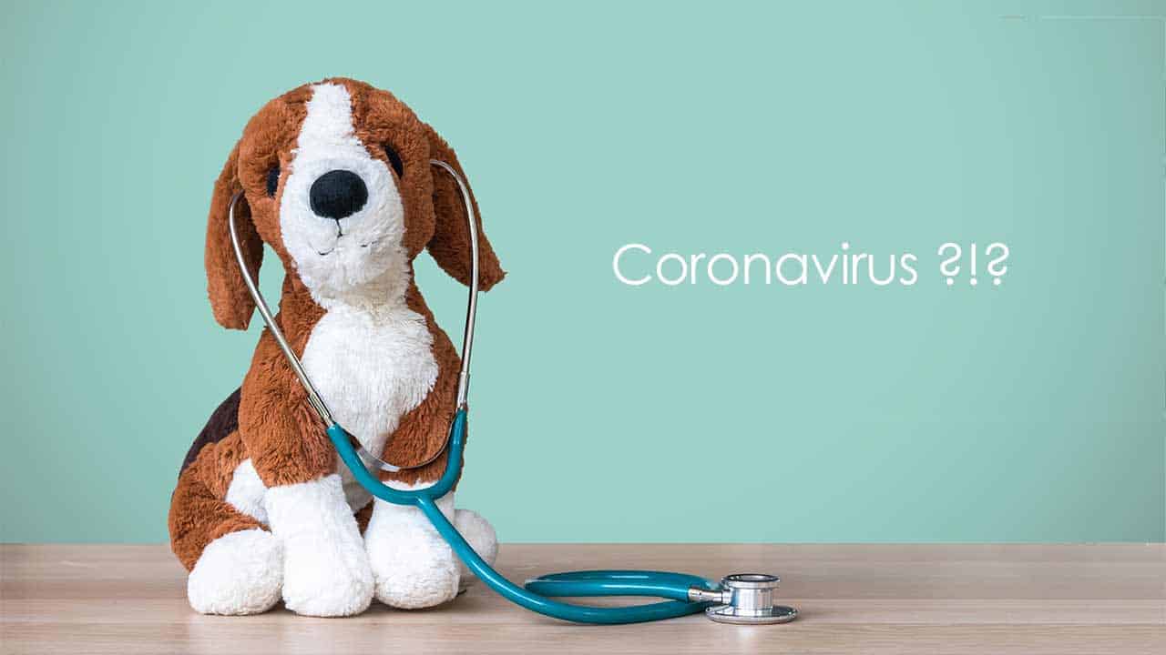 Coronavirus bei Tieren: das müssen Tierhalter jetzt wissen