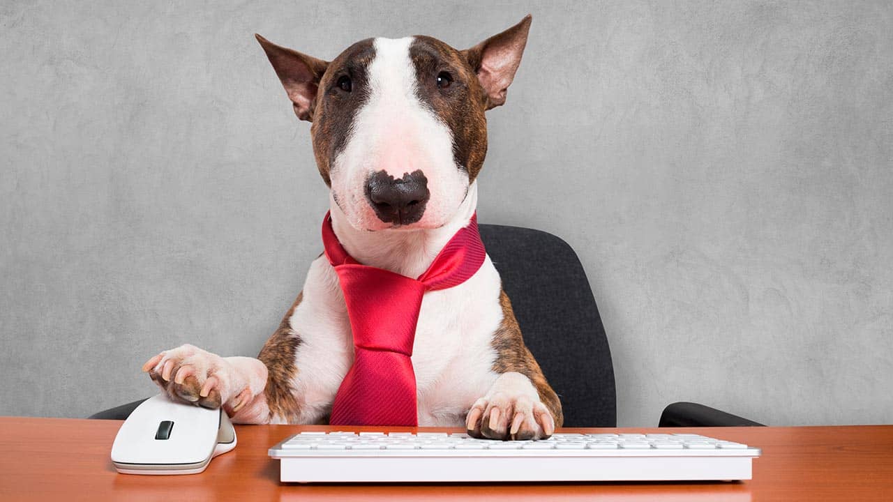 Hund mit Krawatte sitzt vor Maus und Tastatur