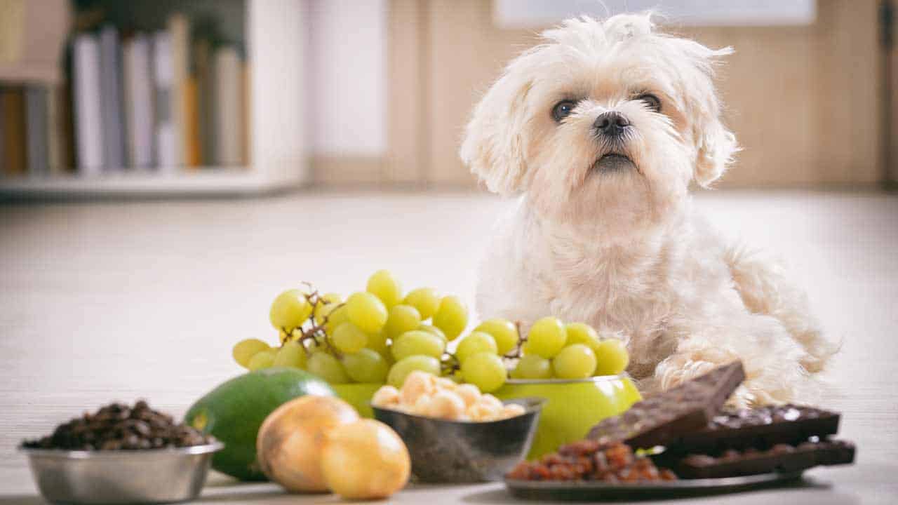 Gesundheitsschädliche Stoffe und Futter bei Hunden