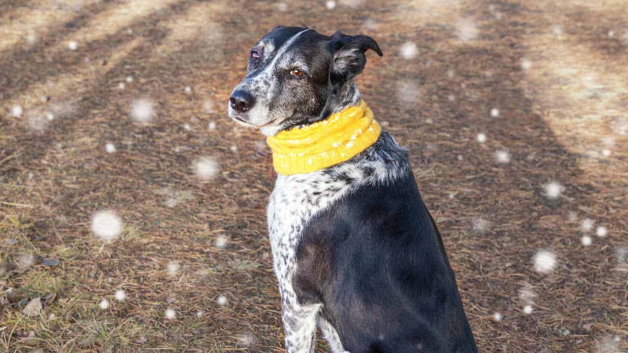Gulahund: das steckt hinter dem gelben Hund
