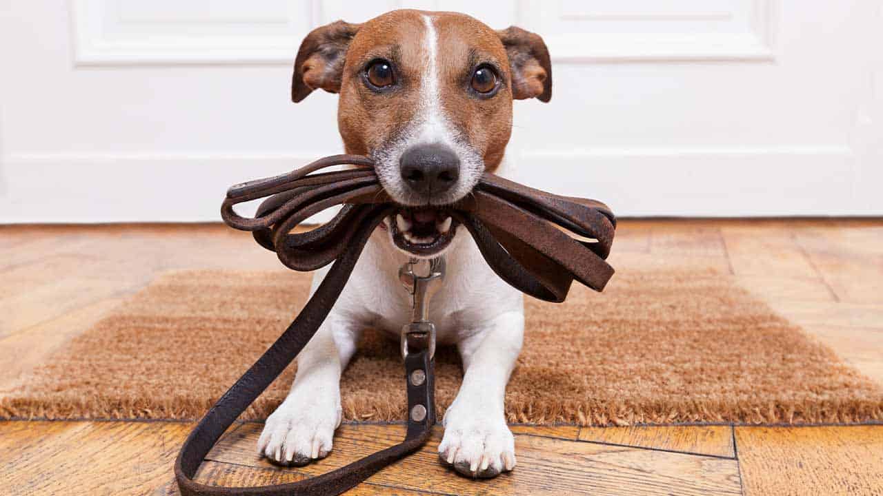 Hundebetreuung: alles Wichtige zum Thema Hundesitting