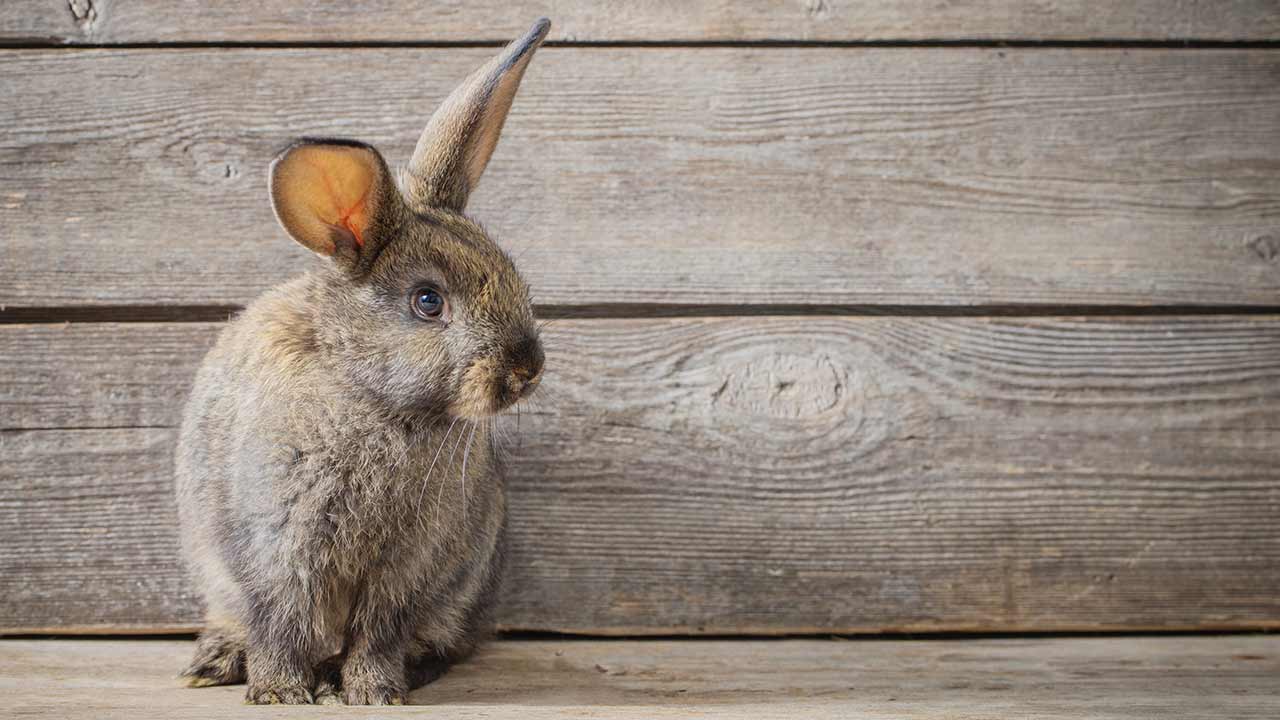 Kaninchen beschäftigen: so bleibt der Alltag spannend