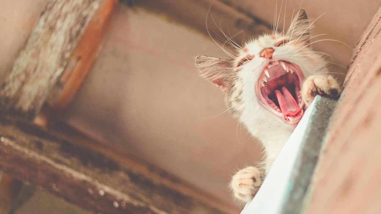 Katze hat Mundgeruch: daran kann es liegen