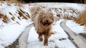 Hund läuft durch Schnee