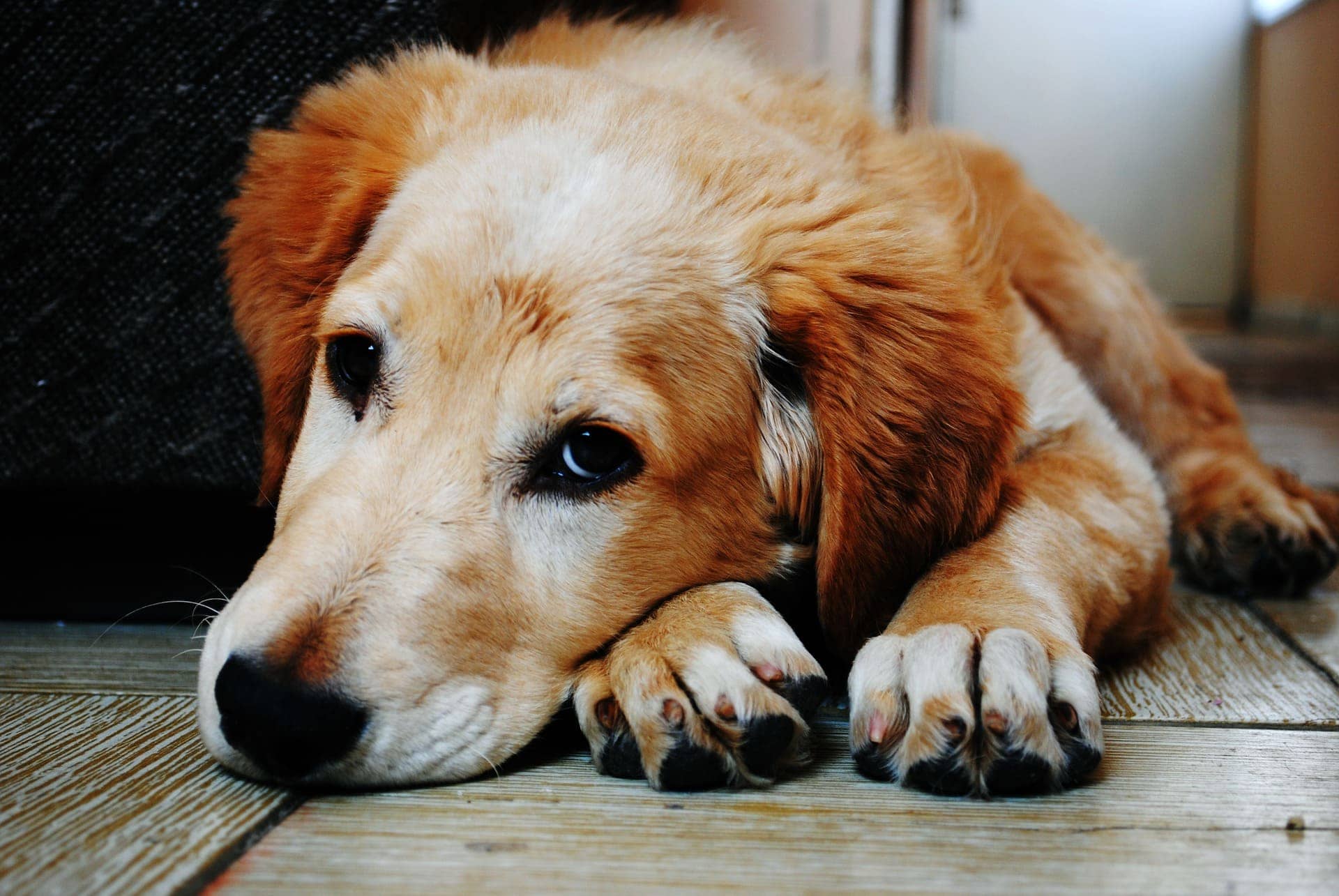 Tierschutz Hunde: so vermeiden Sie negative Überraschungen