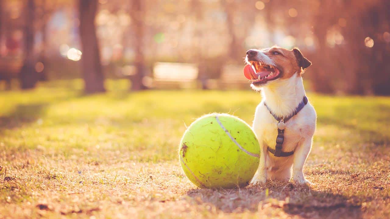 Hund steht neben großem Tennisball