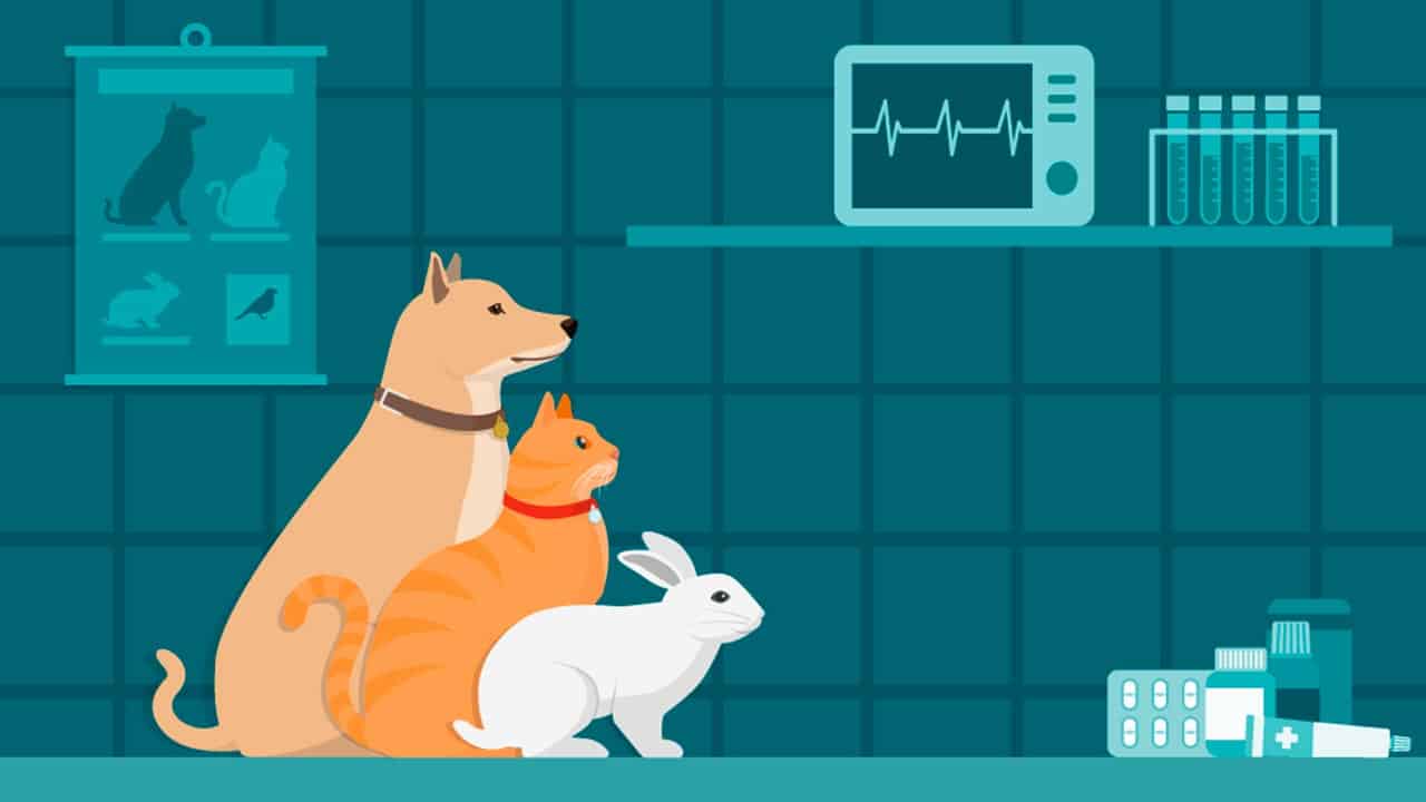 Hund, Katze und Kaninchen beim Tierarzt