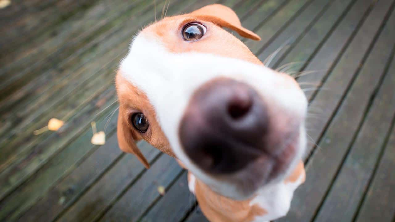 Hund drückt Nase in die Kamera