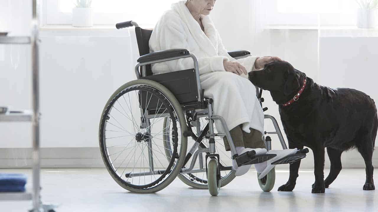 Hund steht bei älterer Person im Rollstuhl