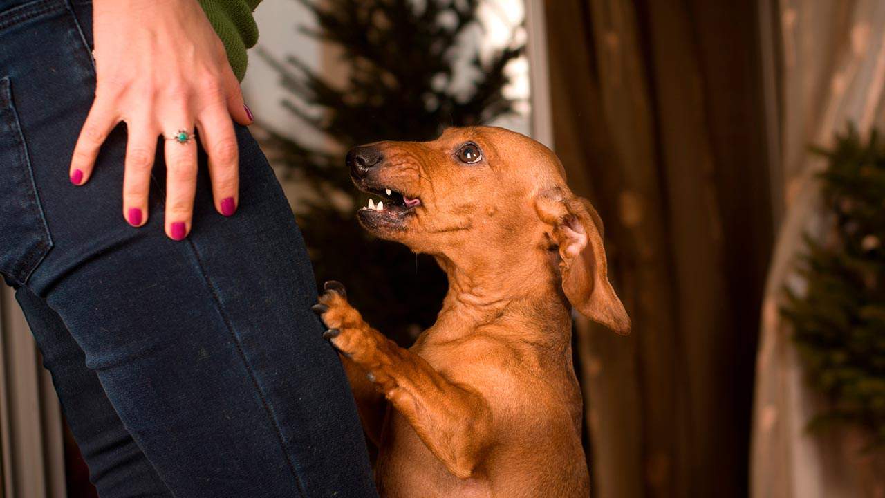Einen aggressiven Hund erziehen: Tipps für betroffene Hundehalter