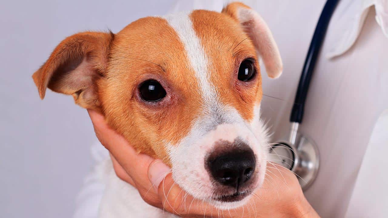 Allergie beim Hund: häufige Formen, Symptome und Behandlung