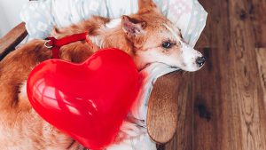 Liegender Hund mit Herzluftballon