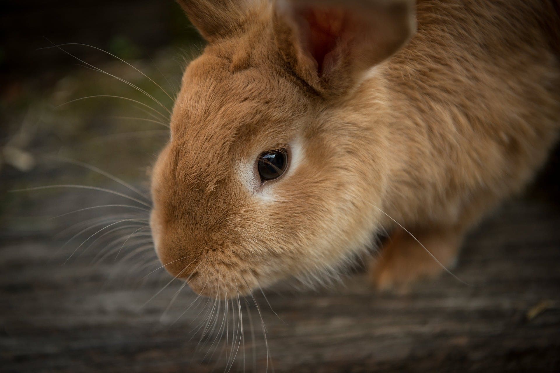 Sind Kaninchen als Haustiere für Kinder geeignet?