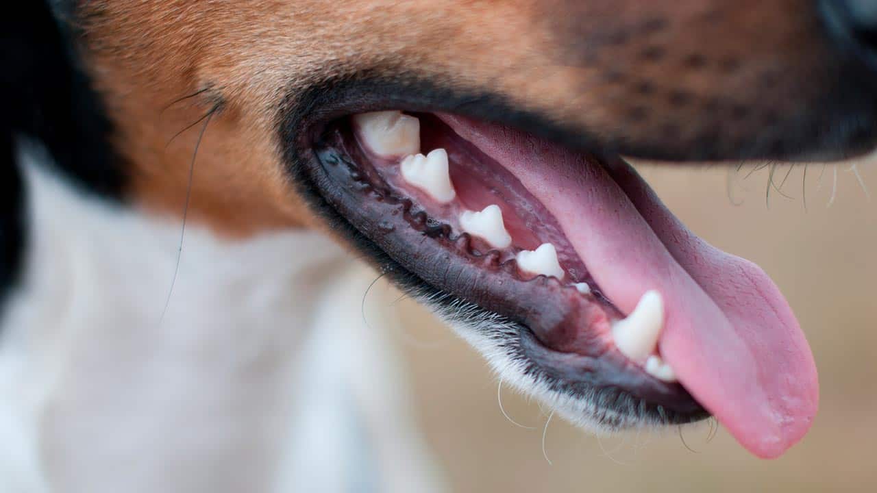 So viele Zähne hat Ihr Hund