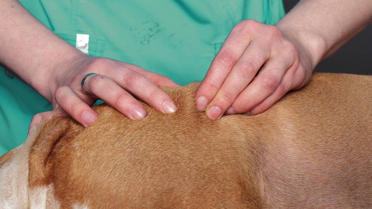 Bandscheibenvorfall beim Hund: Ursachen, Symptome und Behandlung