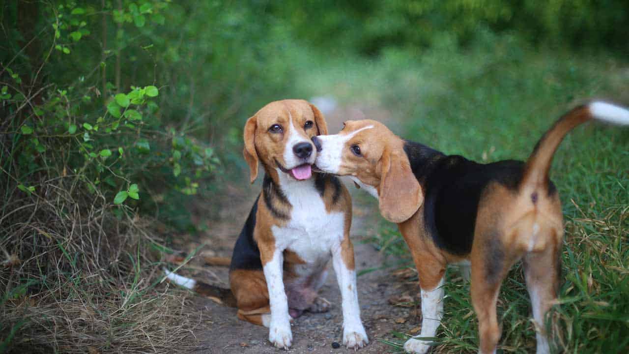 Beagle Welpe: alles Wichtige für angehende Halter