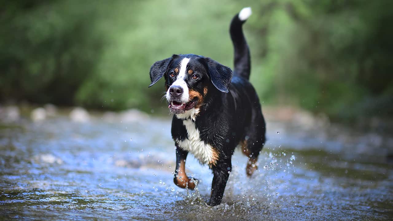 Hund läuft durch Fluss