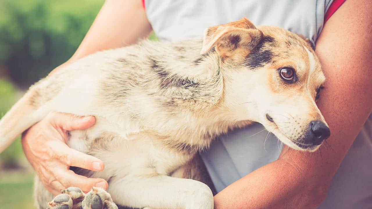 Blasensteine beim Hund: Ursachen, Symptome und Behandlung