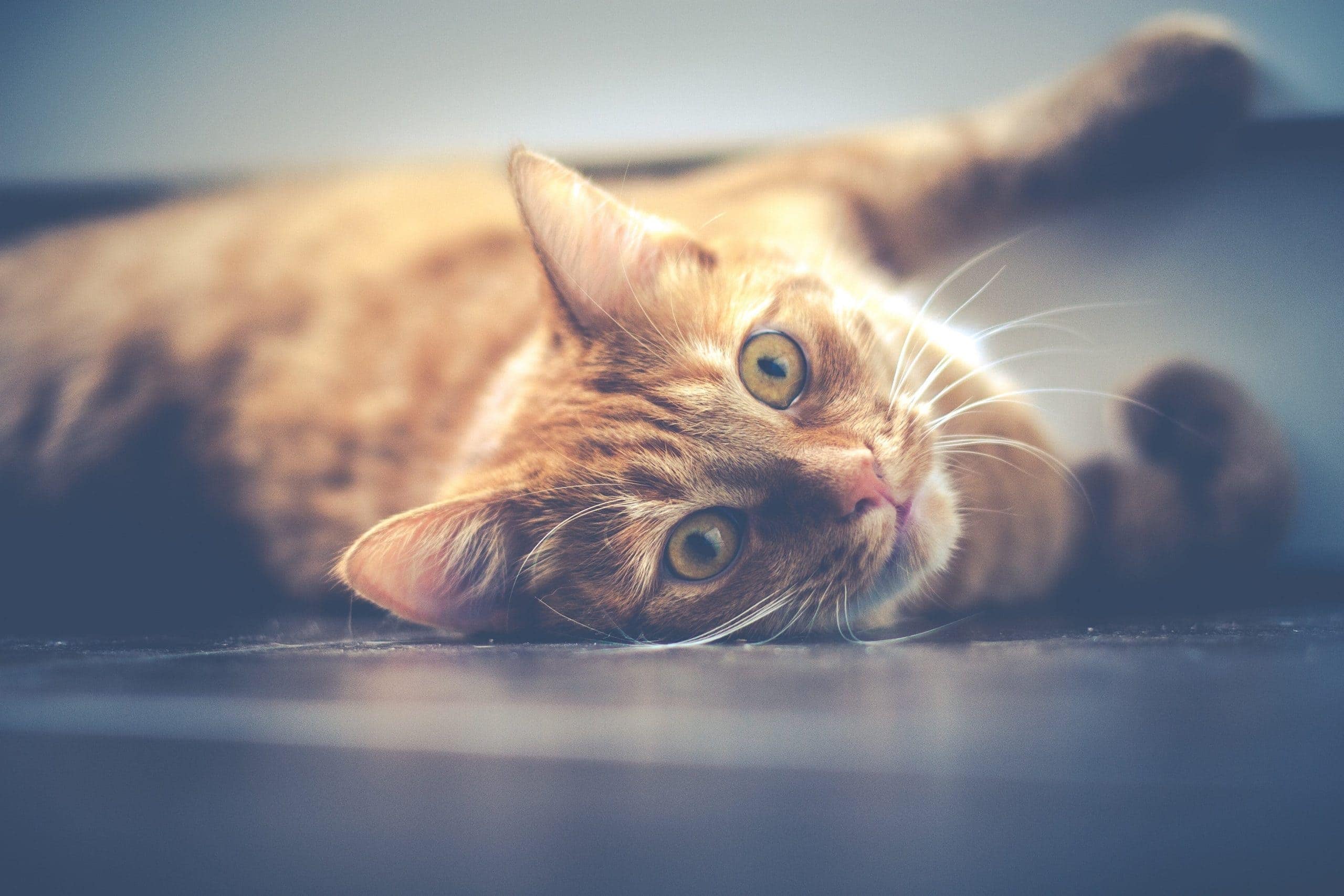 Ist eine Bauchspeicheldrüsenentzündung bei Katzen heilbar?