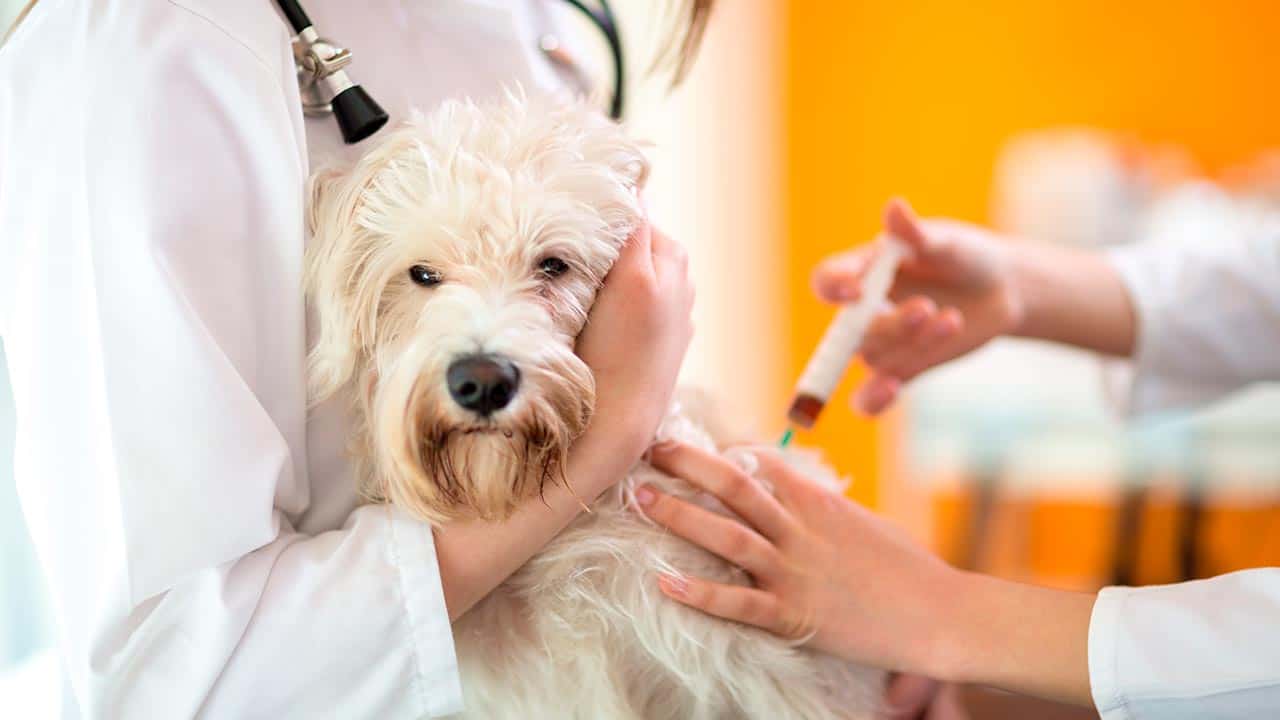 Cortison bei Hunden: Anwendungsbereiche und Nebenwirkungen