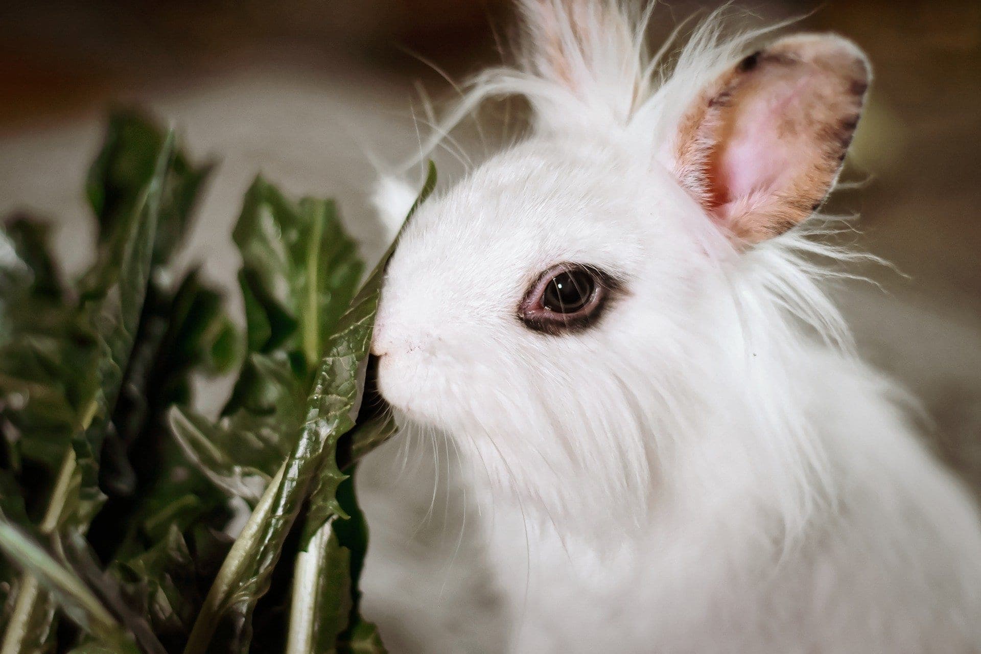 Giftige Lebensmittel für Kaninchen