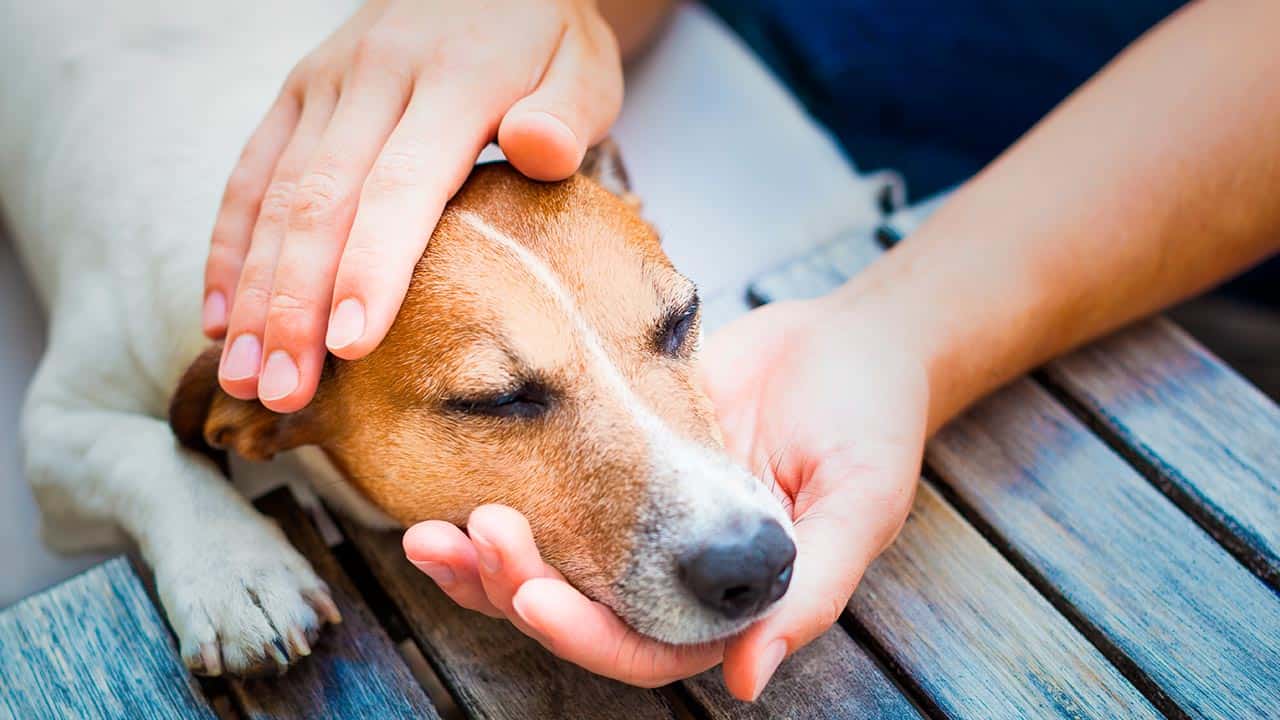 Gastritis beim Hund: Behandlung und möglicher Verlauf