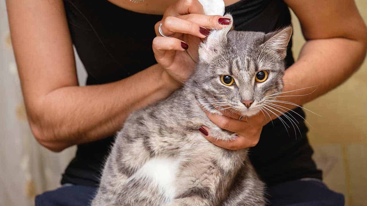 Häufige Katzenparasiten erkennen und behandeln