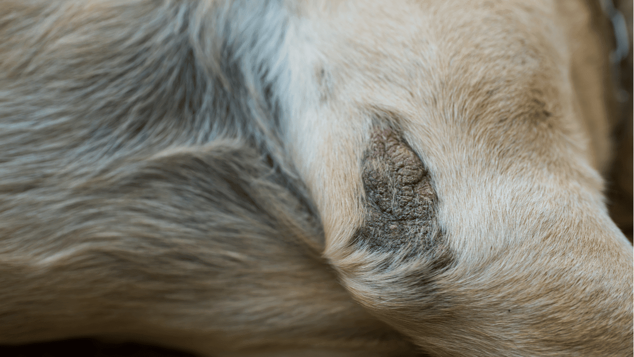 Hautpilz beim Hund: Symptome erkennen und richtig behandeln