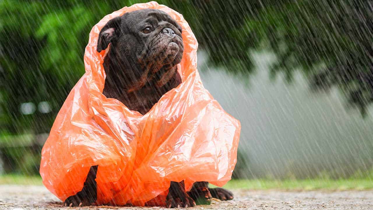 Wie kann ich meinen Hund bei schlechtem Wetter beschäftigen?