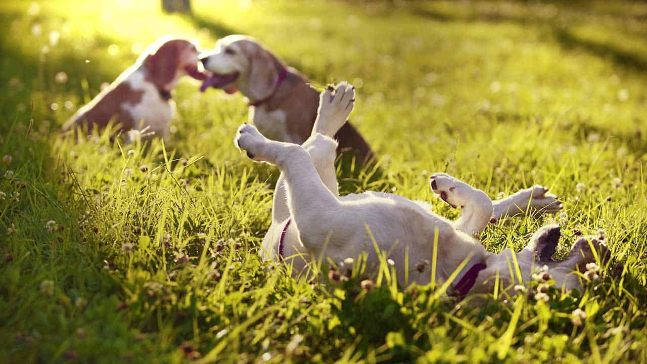Hundekrankenversicherung für mehrere Hunde