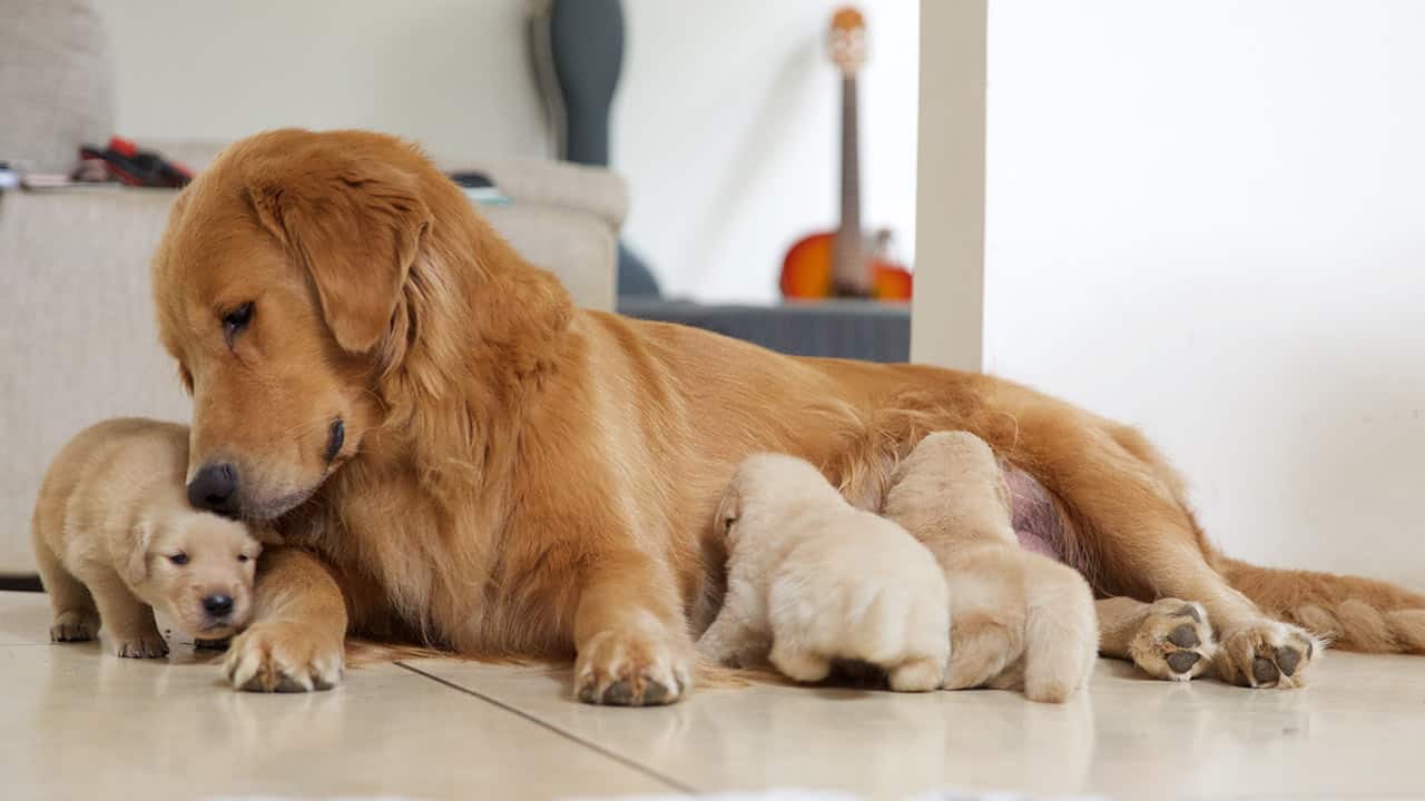 Hundekrankenversicherung für Züchter