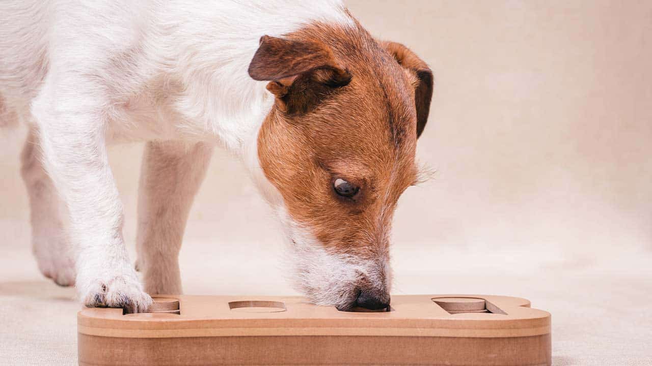 Intelligenzspielzeug für Hunde – was ist denn das?
