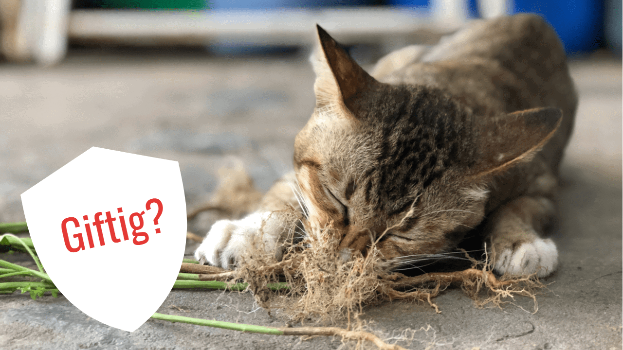 Ist Areca giftig für Katzen?