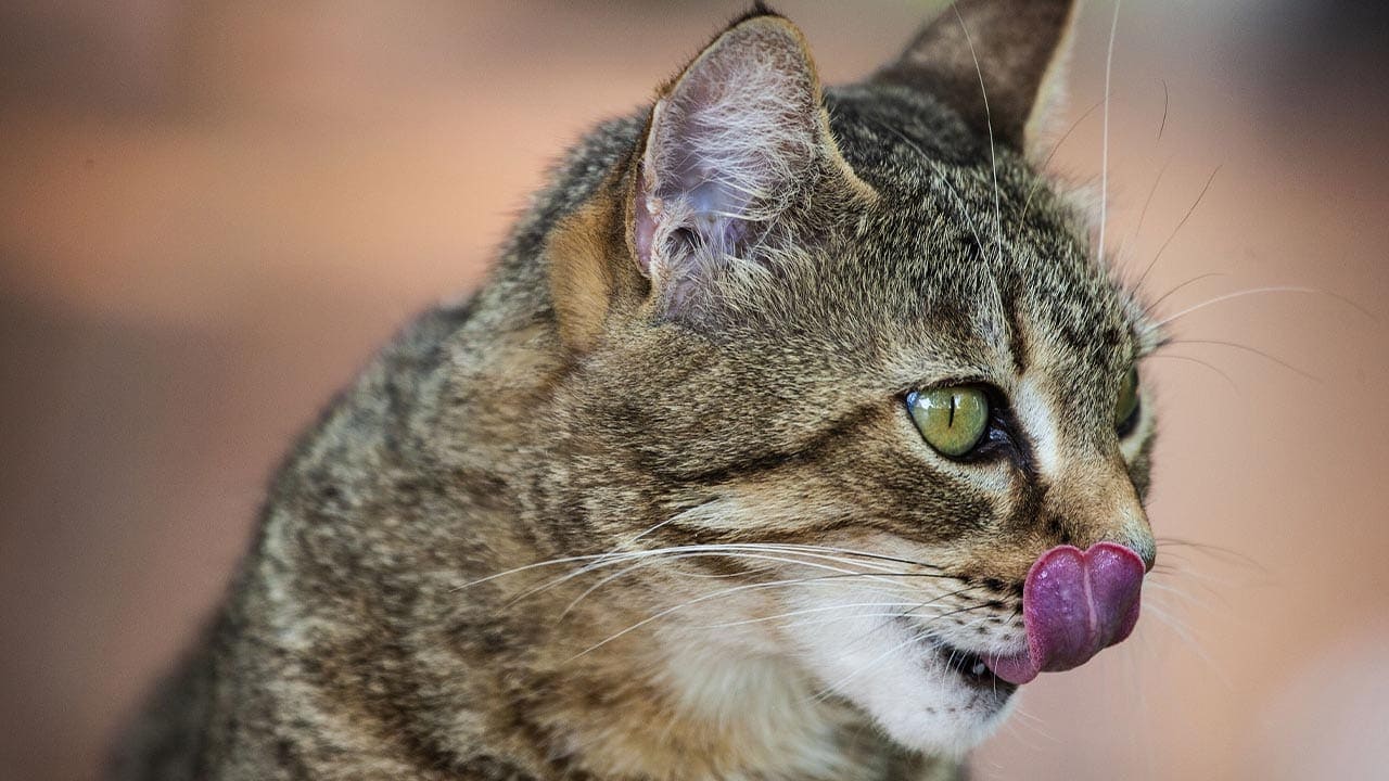Ist Lachsöl gut für Katzen?