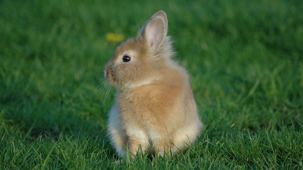 Kaninchen kaufen – Tipps für die Anschaffung
