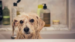 Nasser Hund in Badewanne
