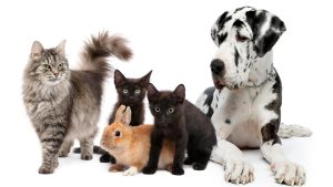 Katze, Kaninchen und Hund