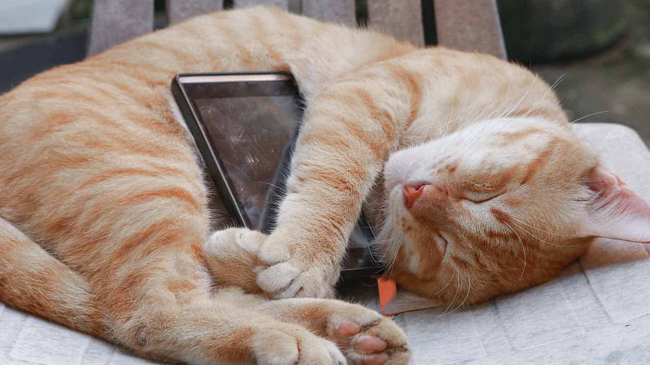 Katze schläft mit Smartphone im Arm