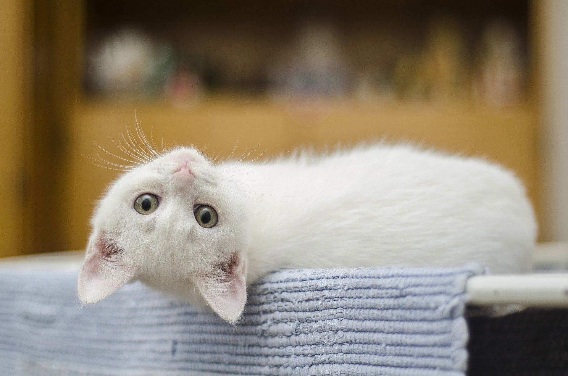 Können Katzen dement werden?