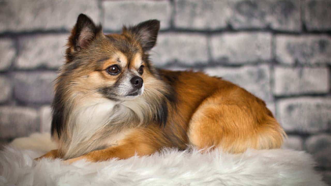 Langhaar Chihuahua