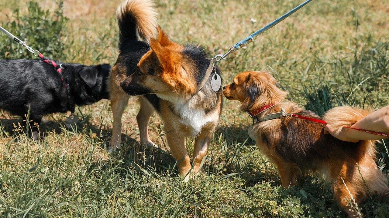 Läufigkeit beim Hund – Der Zyklus der Hündin
