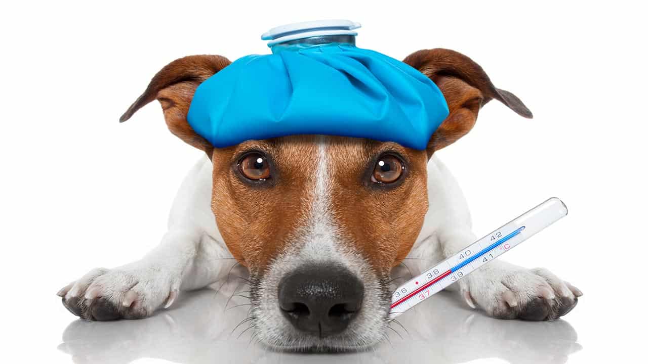 Lungenentzündung beim Hund: Symptome, Ursachen und Behandlung