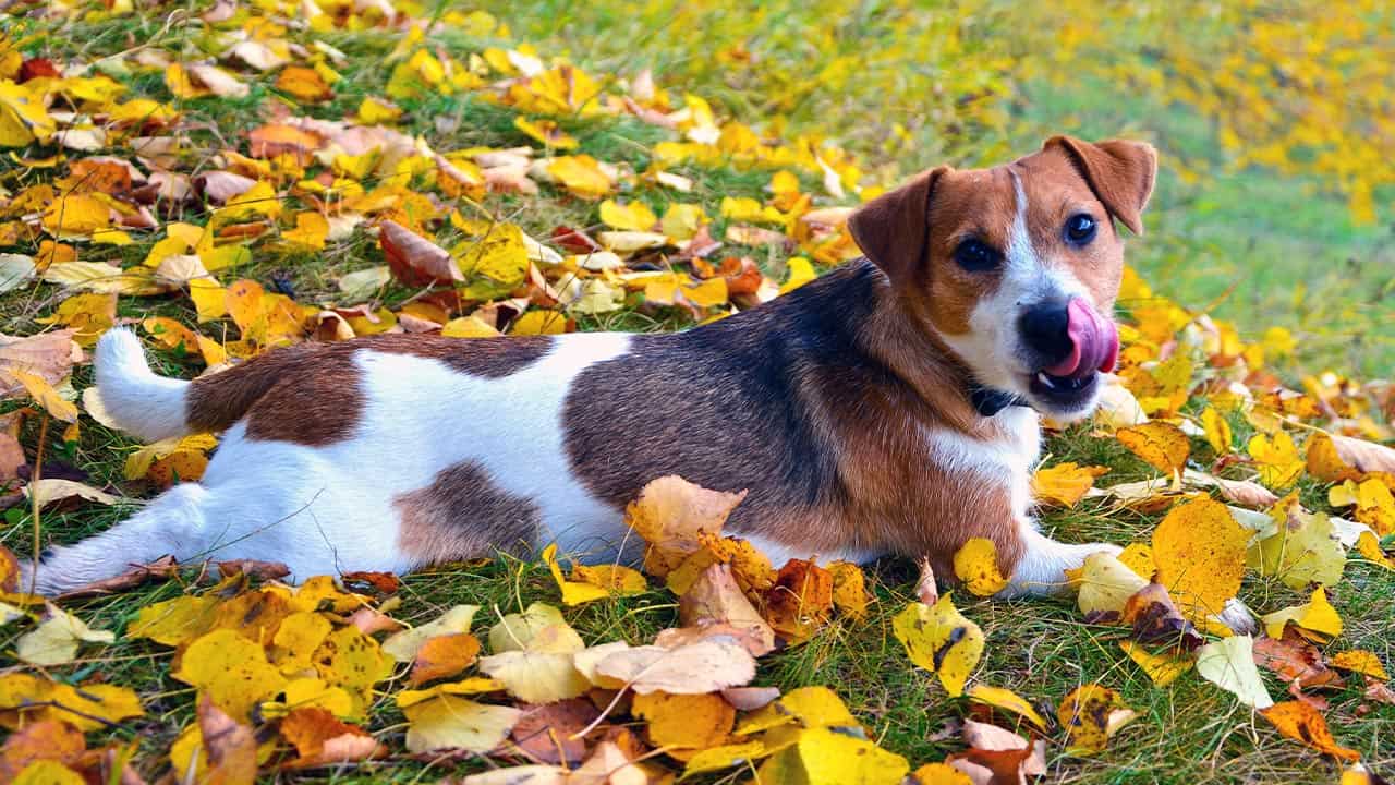 Magengeschwür beim Hund: Entstehung, Behandlung und Prognose