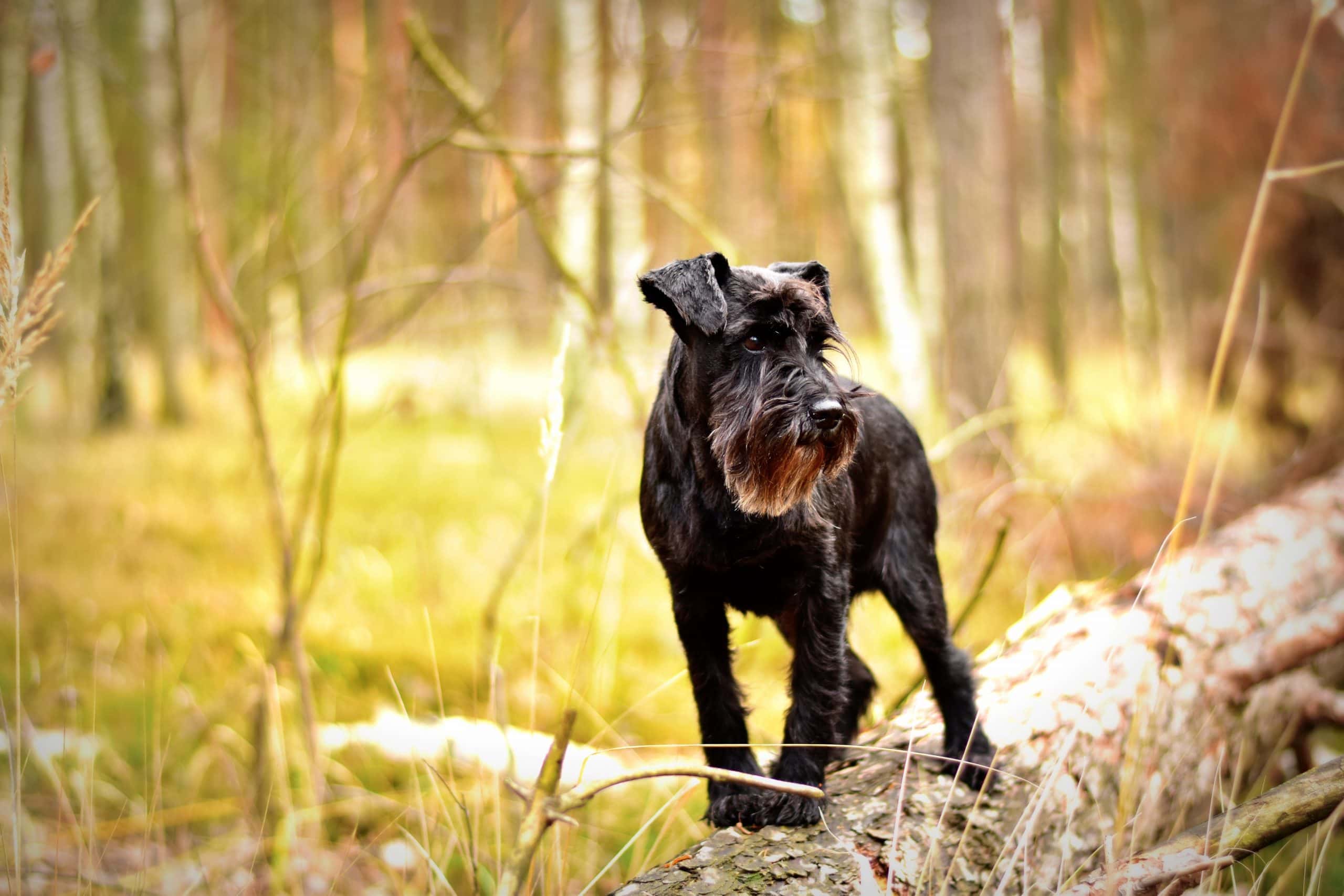 Heißer Asphalt – Gefahr für Hundepfoten