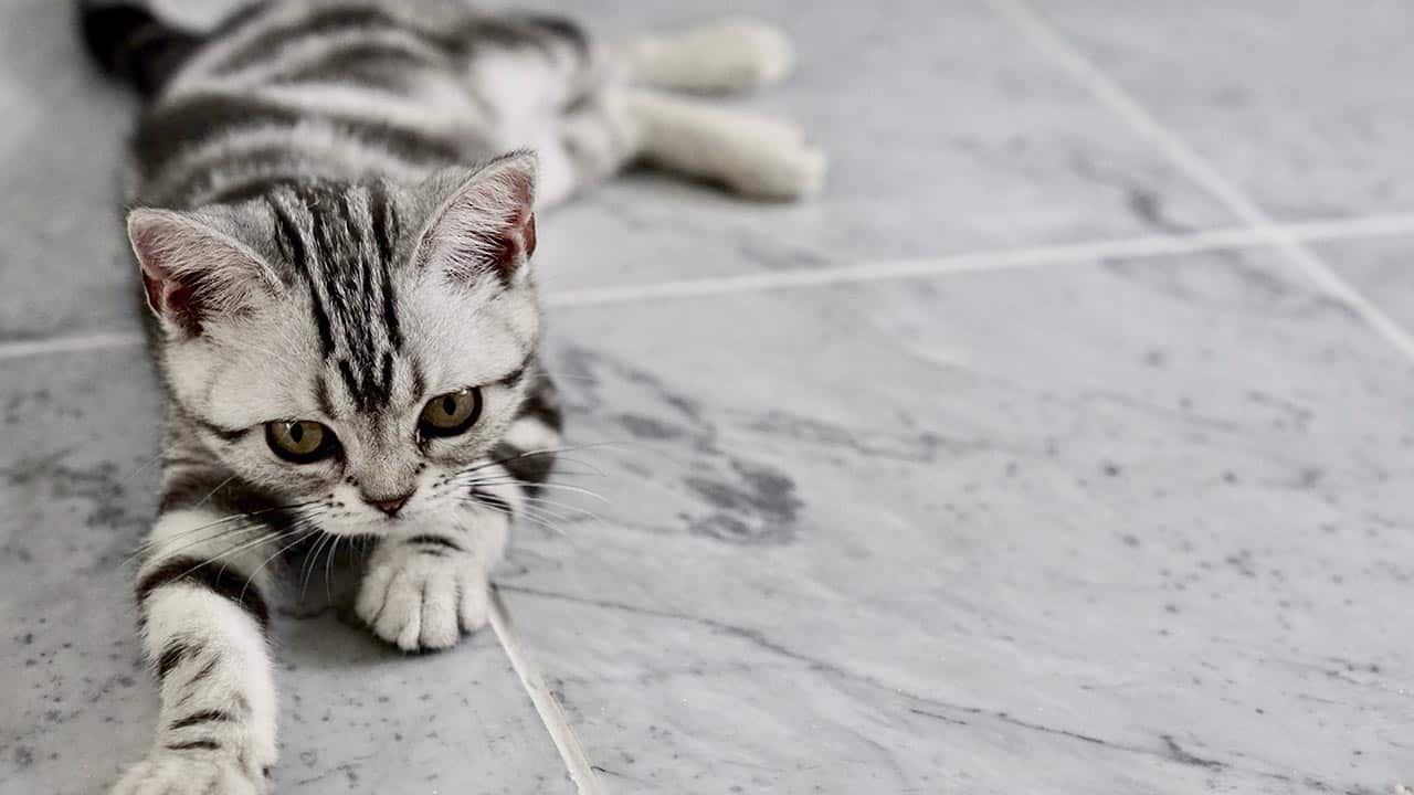 Nabelbruch bei Katzen: Ursachen, Risiken und Behandlung